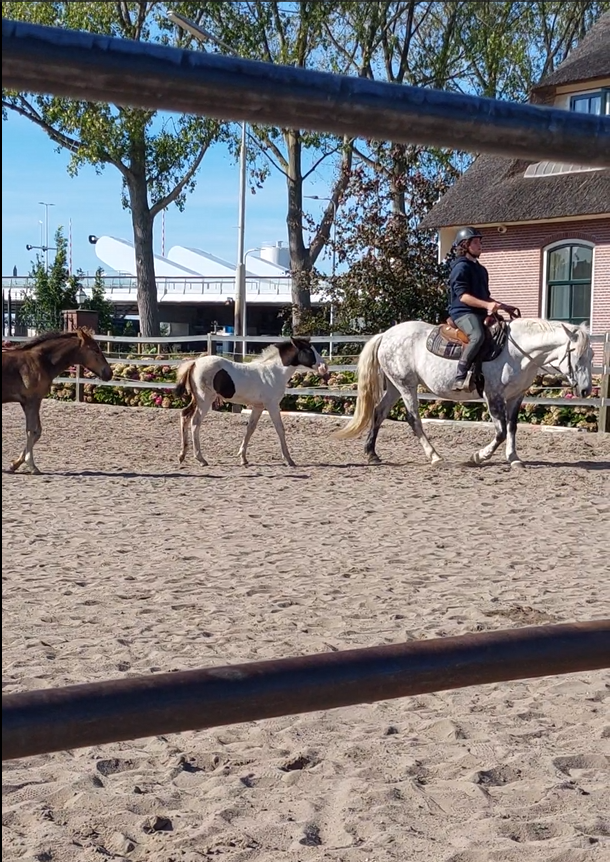 Jarno riding with foals